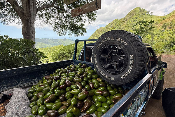Camioneta con aguacates